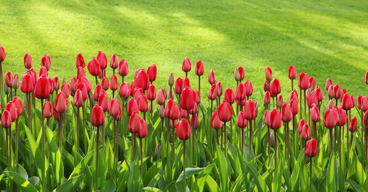 Des tulipes rouges éclatantes en fleurs dans un jardin verdoyant au printemps.