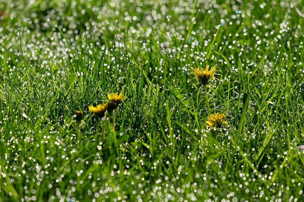 La recette pas chère et pratique du désherbant naturel