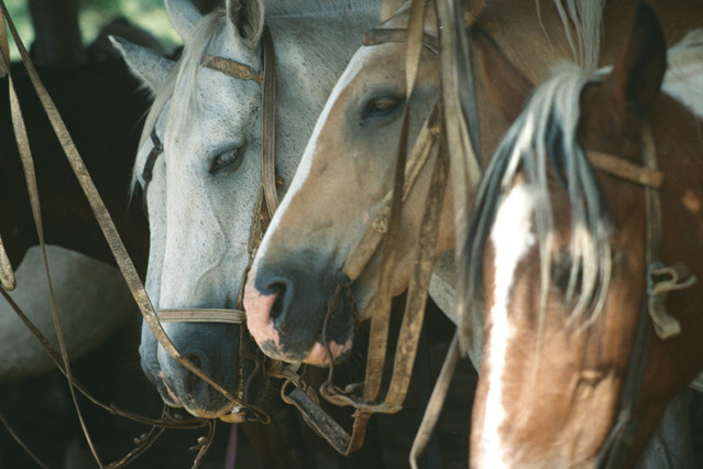 Élevage de chevaux : Le pour et le contre de l’élevage de chevaux