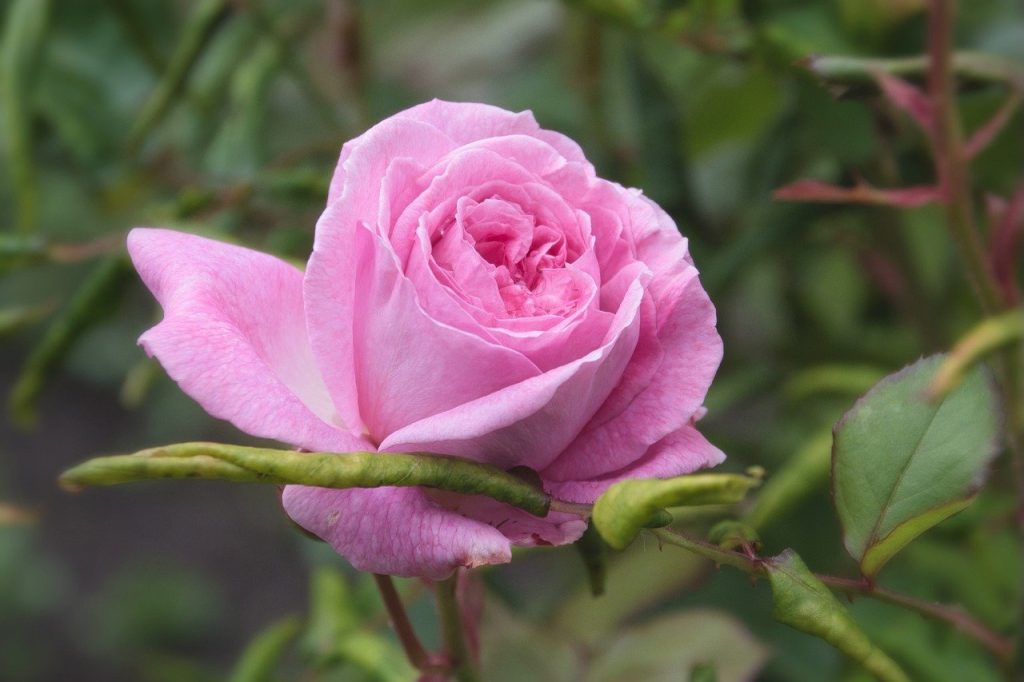 Exposition du jardin : choisir le bon emplacement pour vos plantes