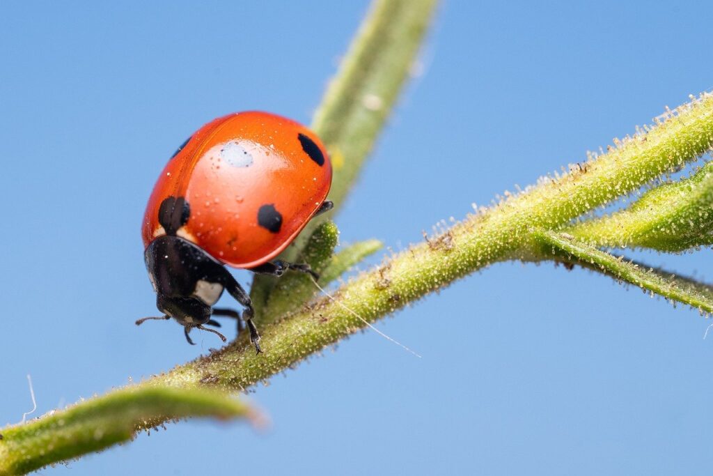 Lutter contre les mites et coccinelles : les solutions efficaces à découvrir